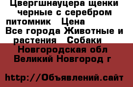 Цвергшнауцера щенки черные с серебром питомник › Цена ­ 30 000 - Все города Животные и растения » Собаки   . Новгородская обл.,Великий Новгород г.